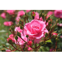 Bulgarian Rose Flower